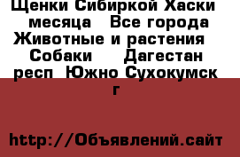 Щенки Сибиркой Хаски 2 месяца - Все города Животные и растения » Собаки   . Дагестан респ.,Южно-Сухокумск г.